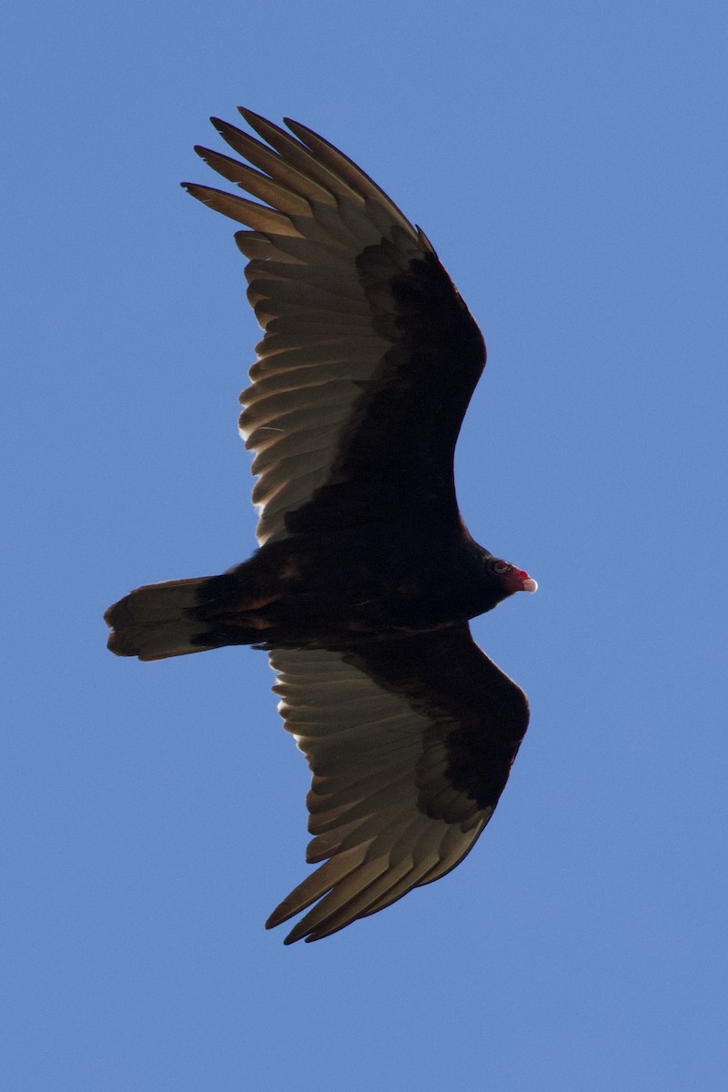 Turkey Vulture - ML618292767