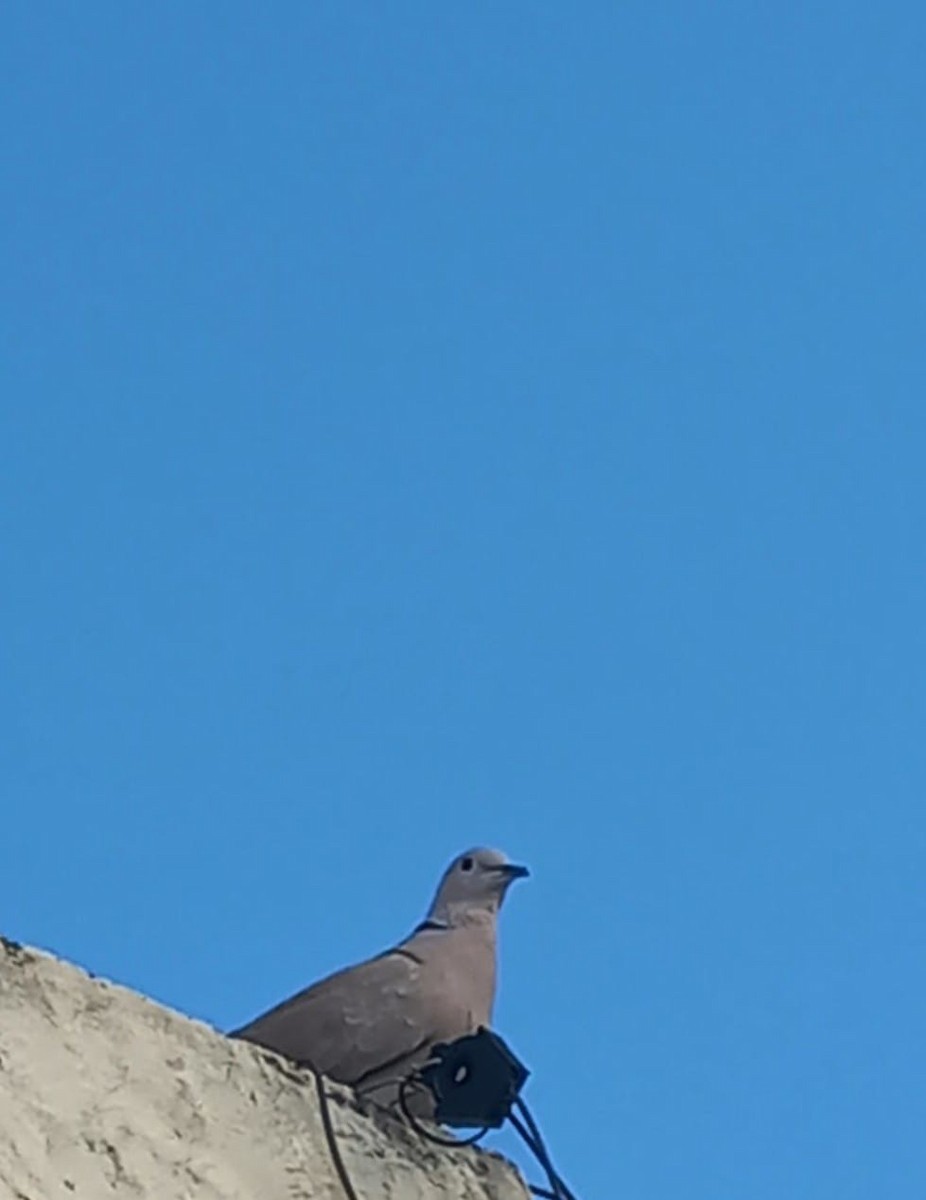 Eurasian Collared-Dove - ML618292770