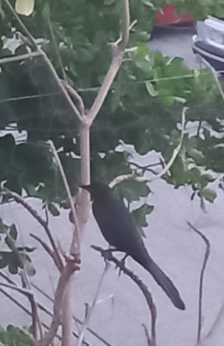 Great-tailed Grackle - ML618292783