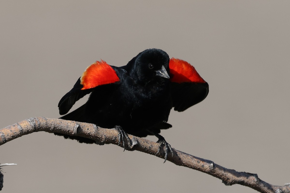Red-winged Blackbird - Peter Veighey