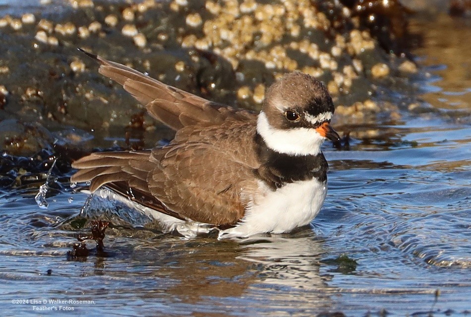 Semipalmated Plover - ML618292808