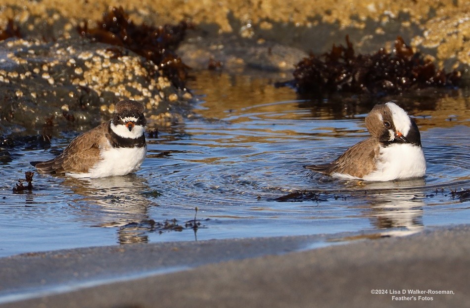Semipalmated Plover - ML618292809