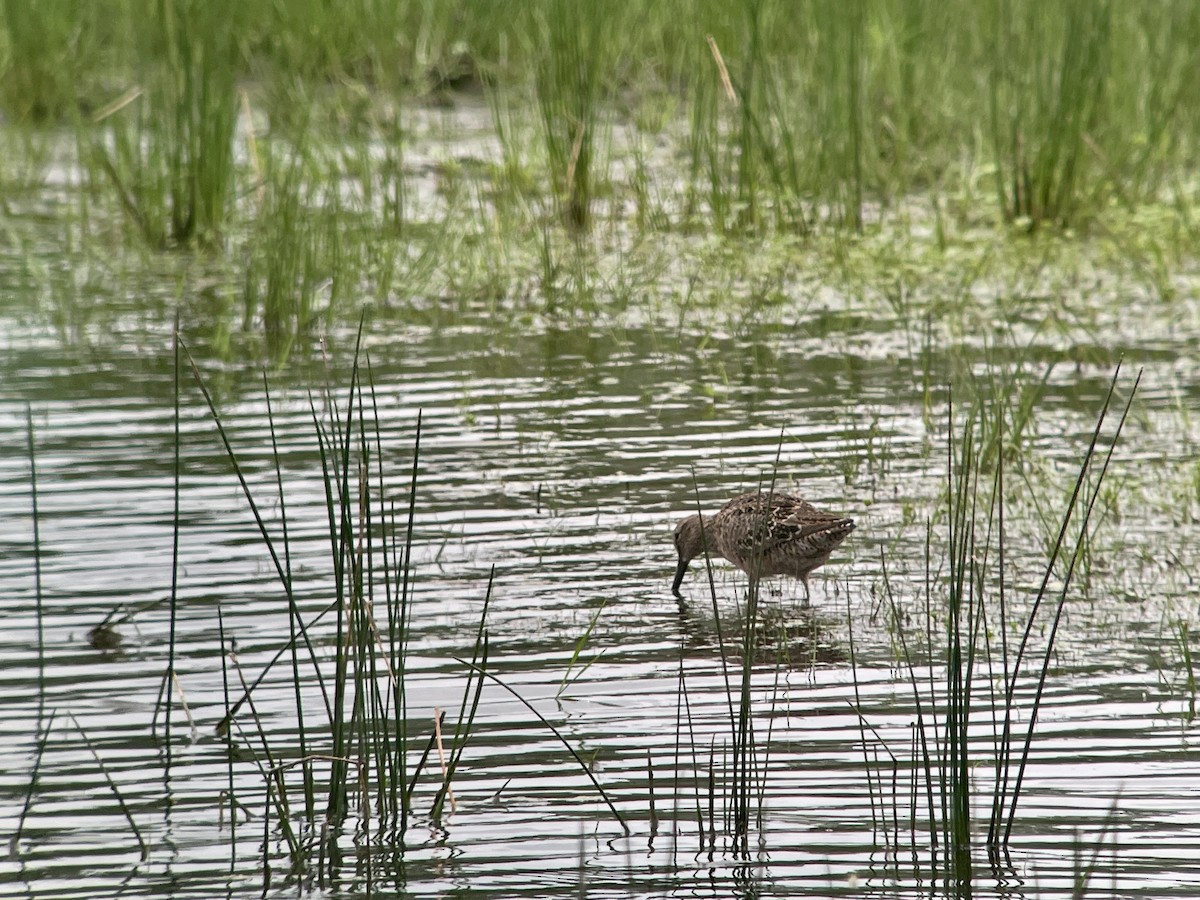 Long-billed Dowitcher - ML618292810