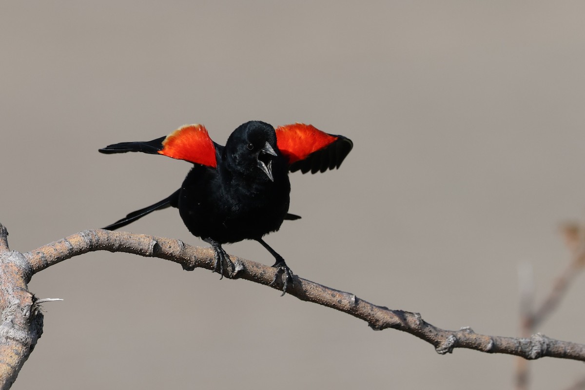 Red-winged Blackbird - Peter Veighey
