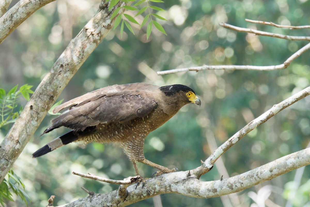 Crested Serpent-Eagle - ML618292843