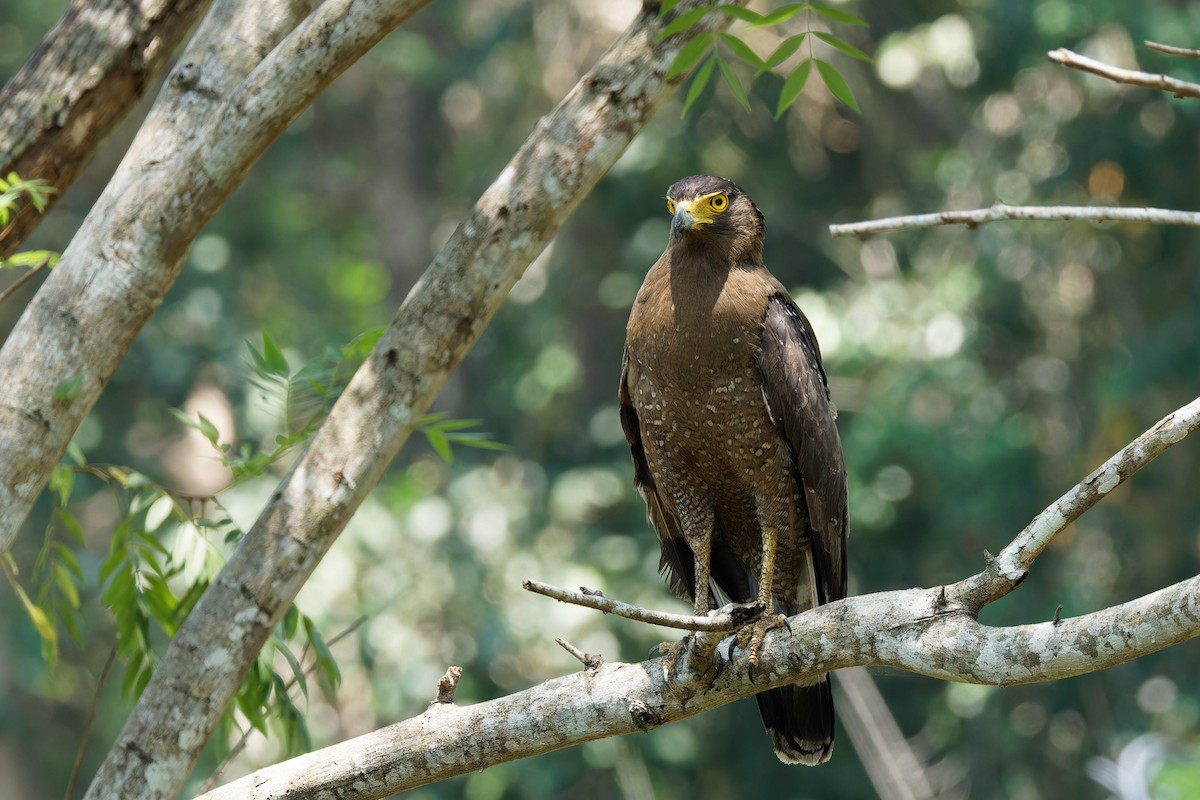 Crested Serpent-Eagle - ML618292844