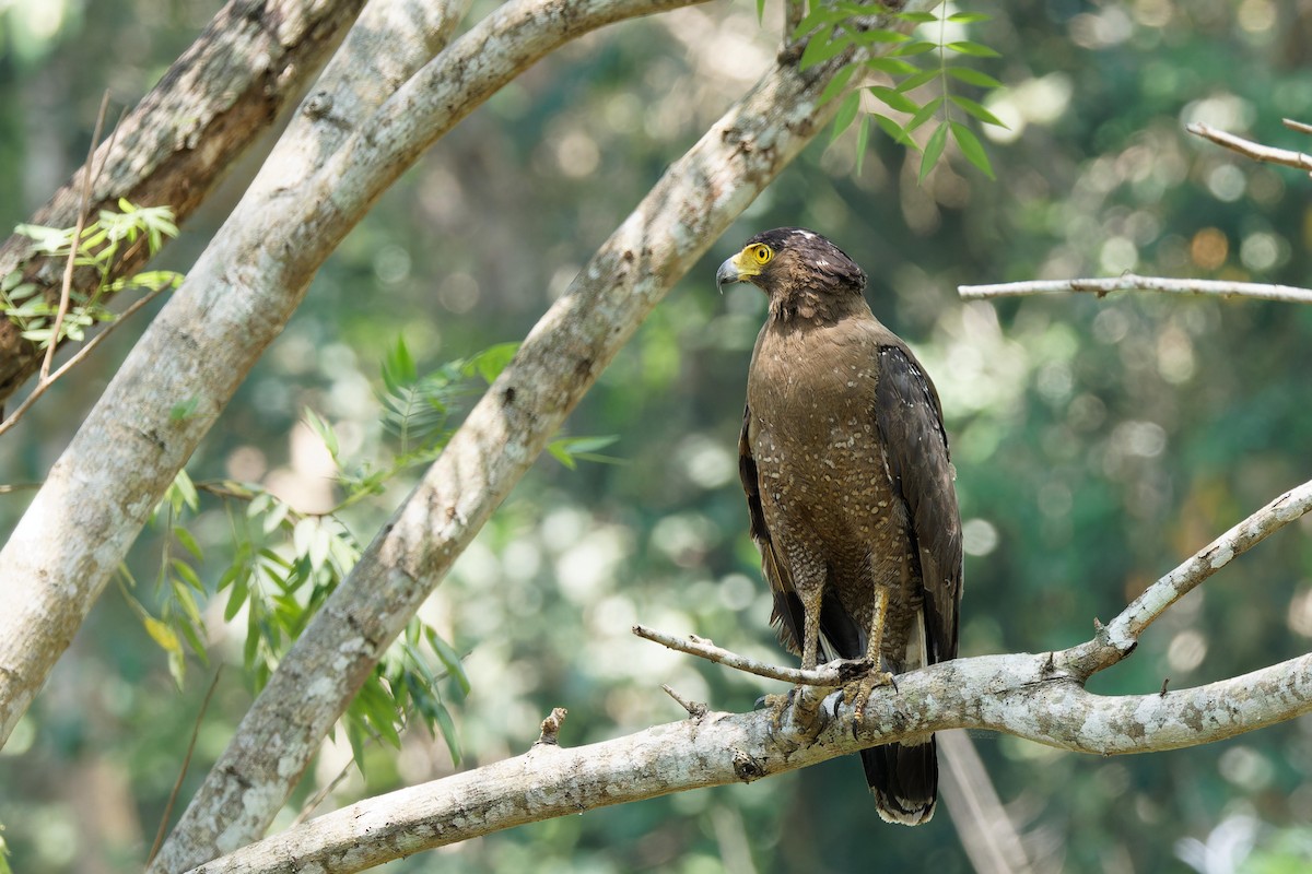 Crested Serpent-Eagle - ML618292845
