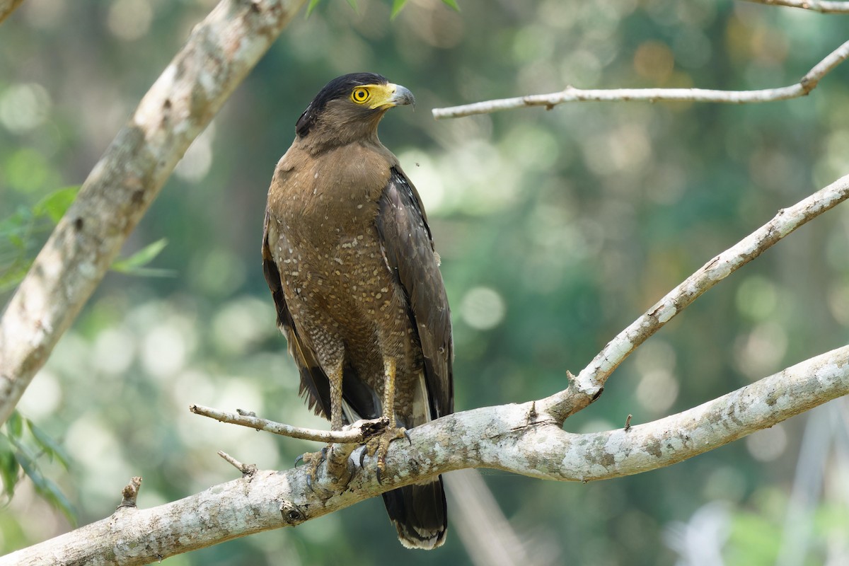 Crested Serpent-Eagle - ML618292846