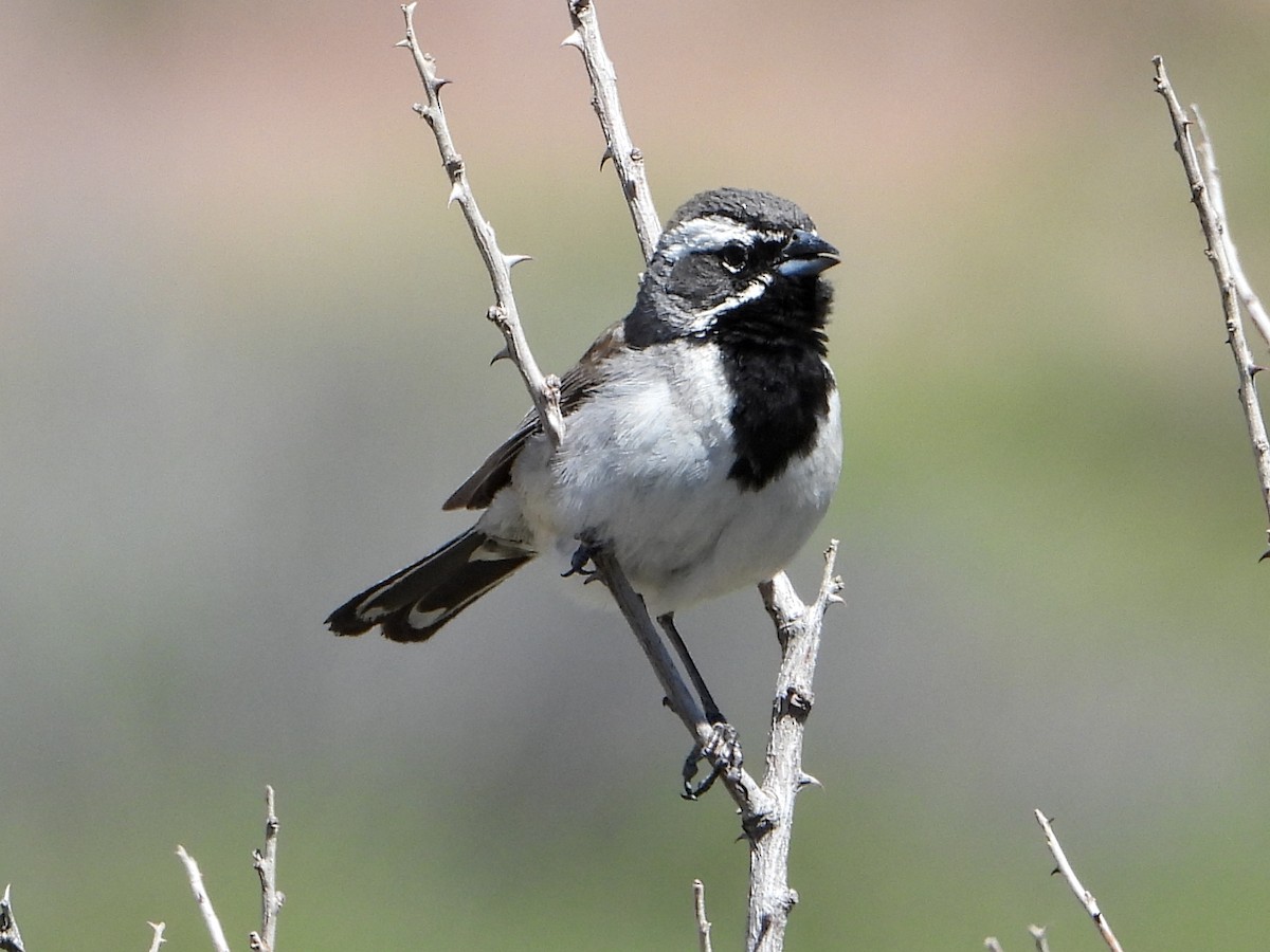 Black-throated Sparrow - ML618292855