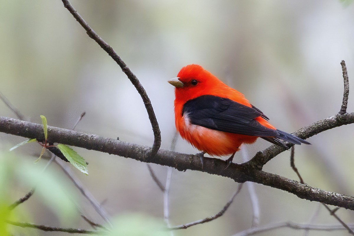 Scarlet Tanager - ML618292885