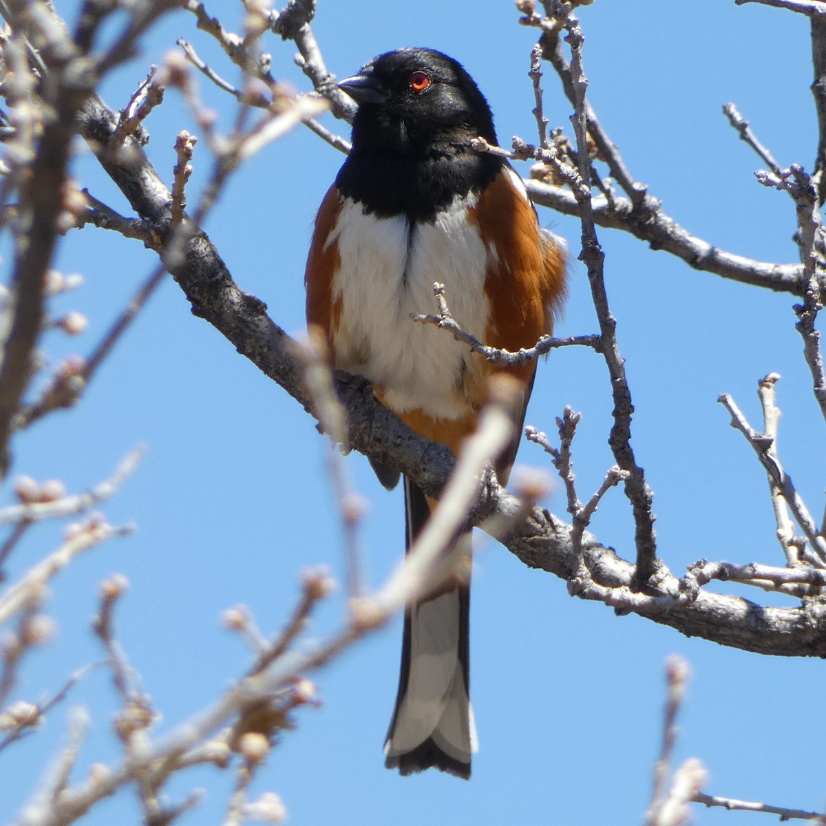 Spotted Towhee - ML618292892