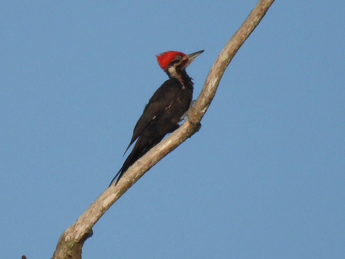 Pileated Woodpecker - ML618293006