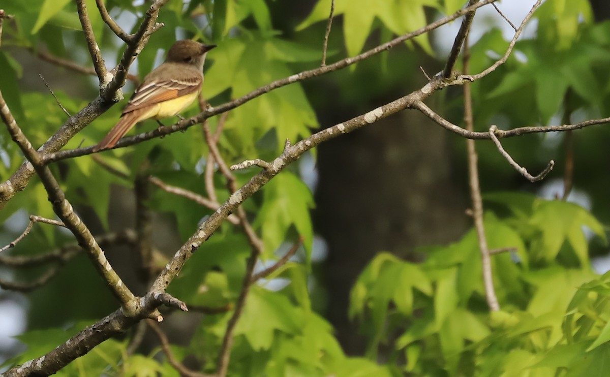 Great Crested Flycatcher - ML618293042