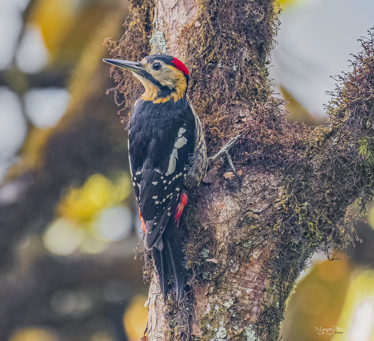 Darjeeling Woodpecker - ML618293043