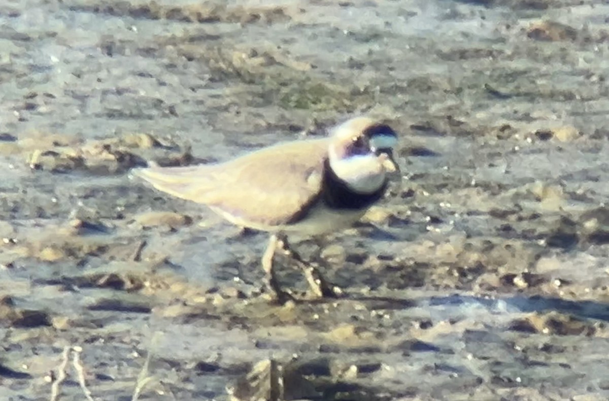 Semipalmated Plover - ML618293047