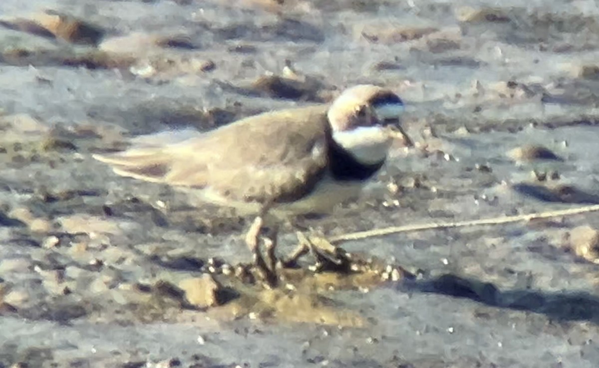 Semipalmated Plover - ML618293048