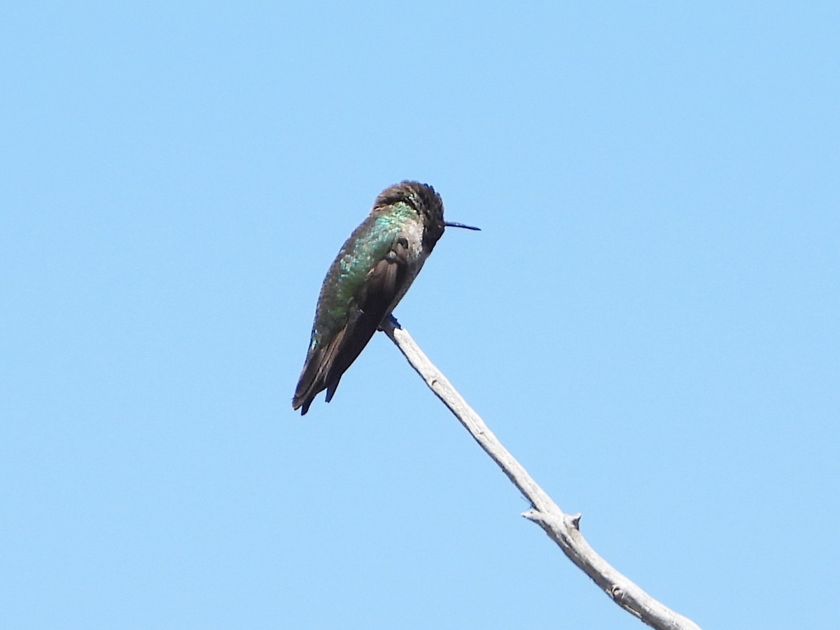 Anna's Hummingbird - ML618293058