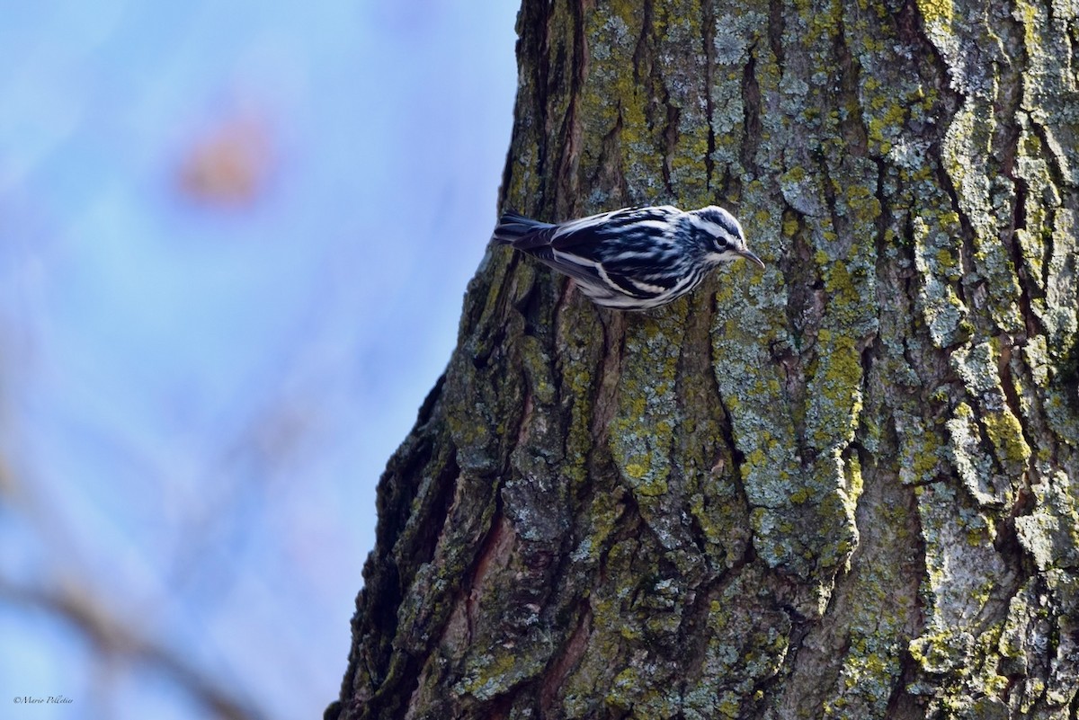 Black-and-white Warbler - ML618293078
