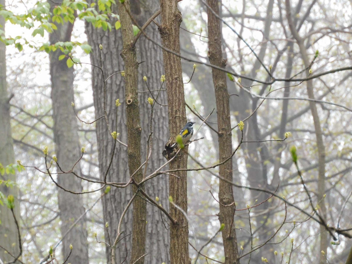 Yellow-rumped Warbler (Myrtle) - ML618293087