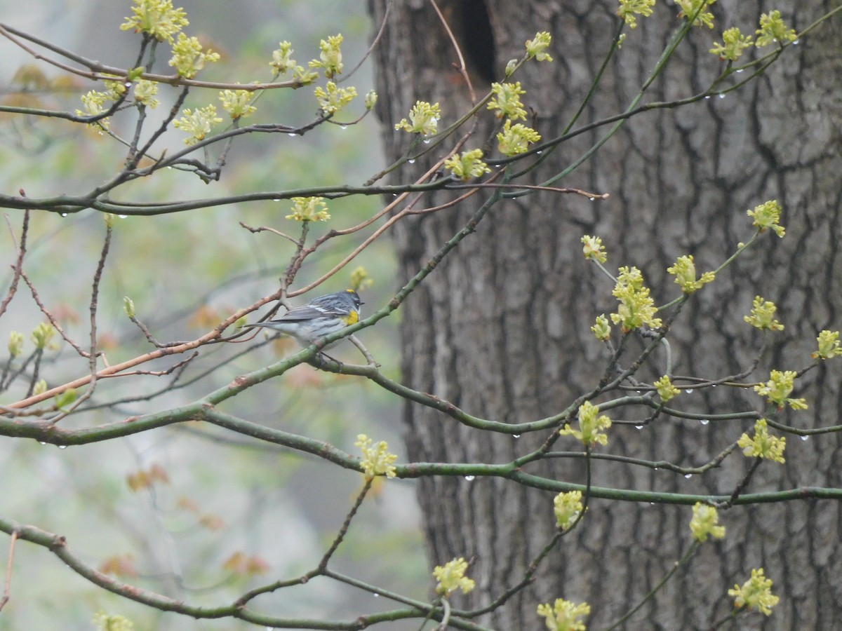 Yellow-rumped Warbler (Myrtle) - Charles Chu
