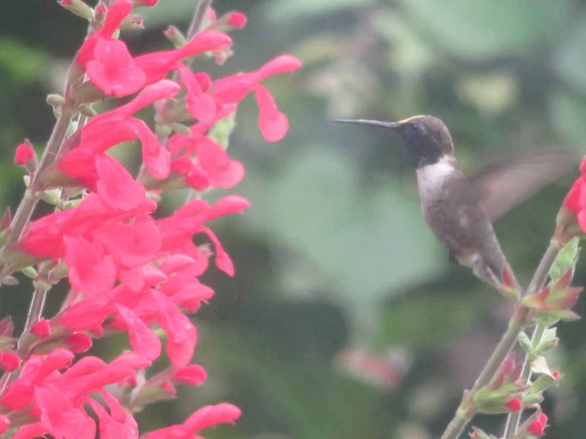 Black-chinned Hummingbird - ML618293122