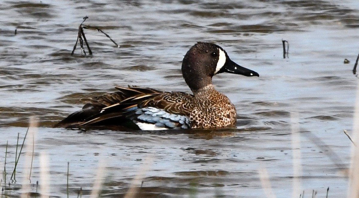 Blue-winged Teal - ML618293142