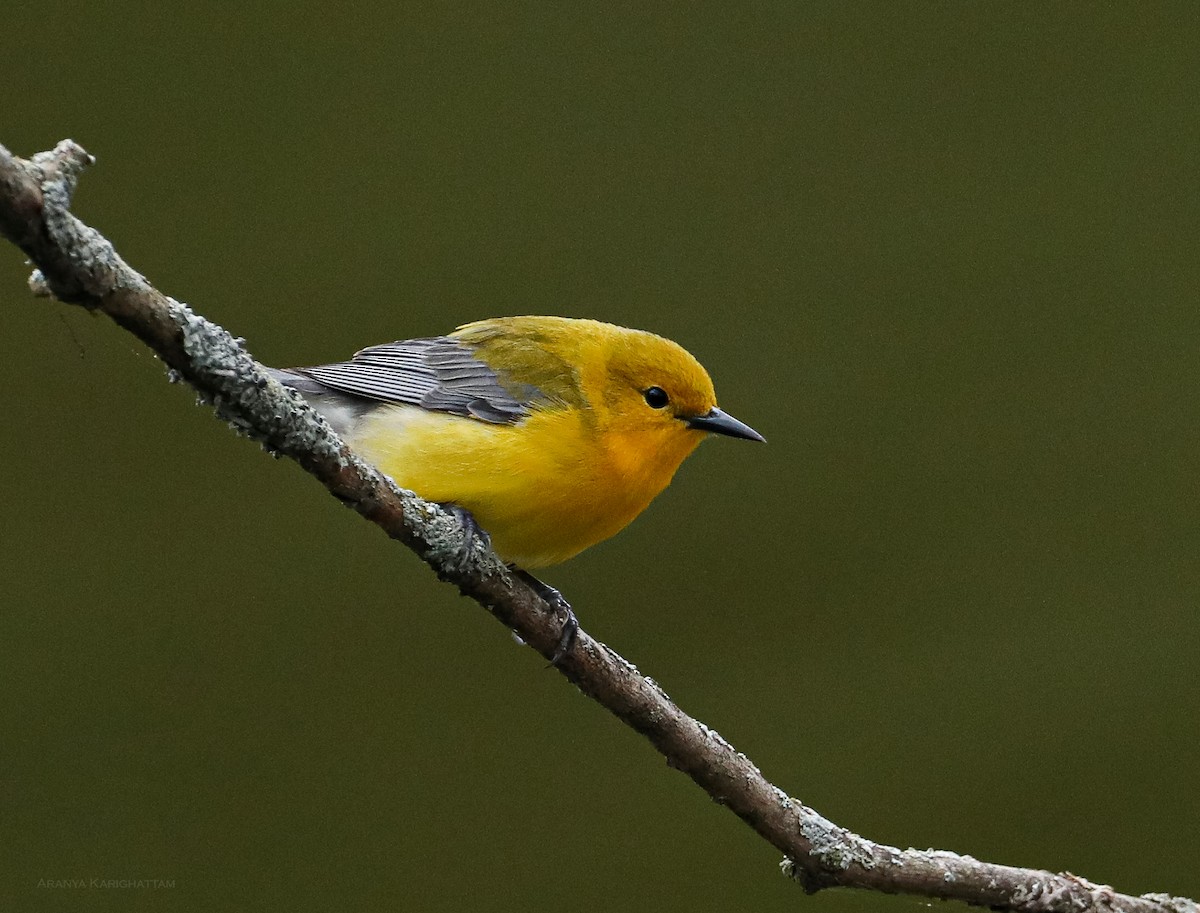 Prothonotary Warbler - ML618293161