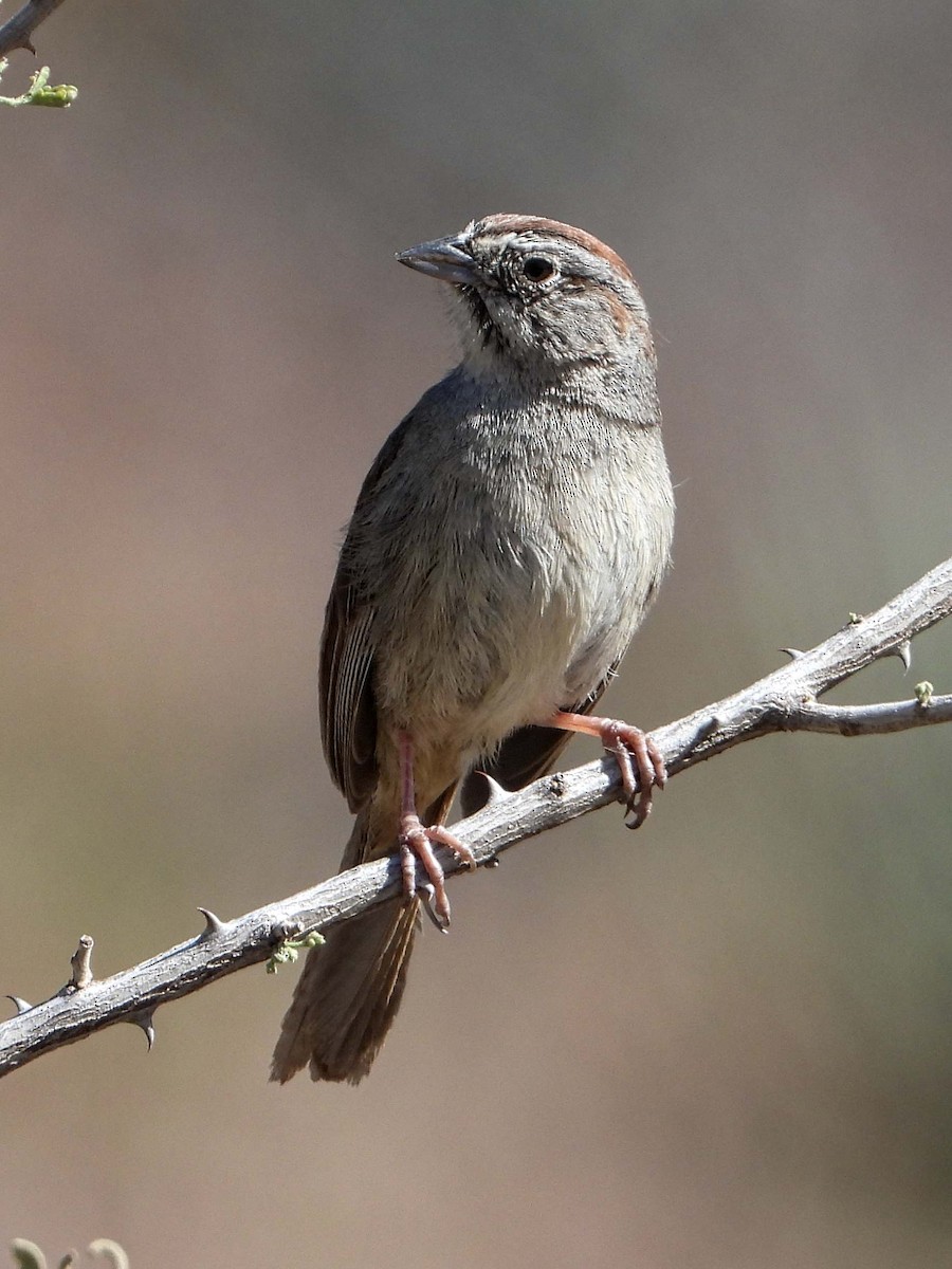 Rufous-crowned Sparrow - Debbie Jacquez