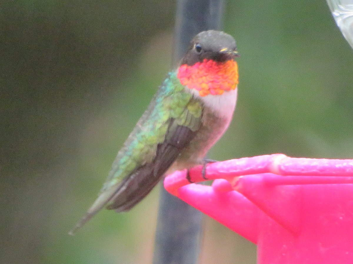 Ruby-throated Hummingbird - ML618293173