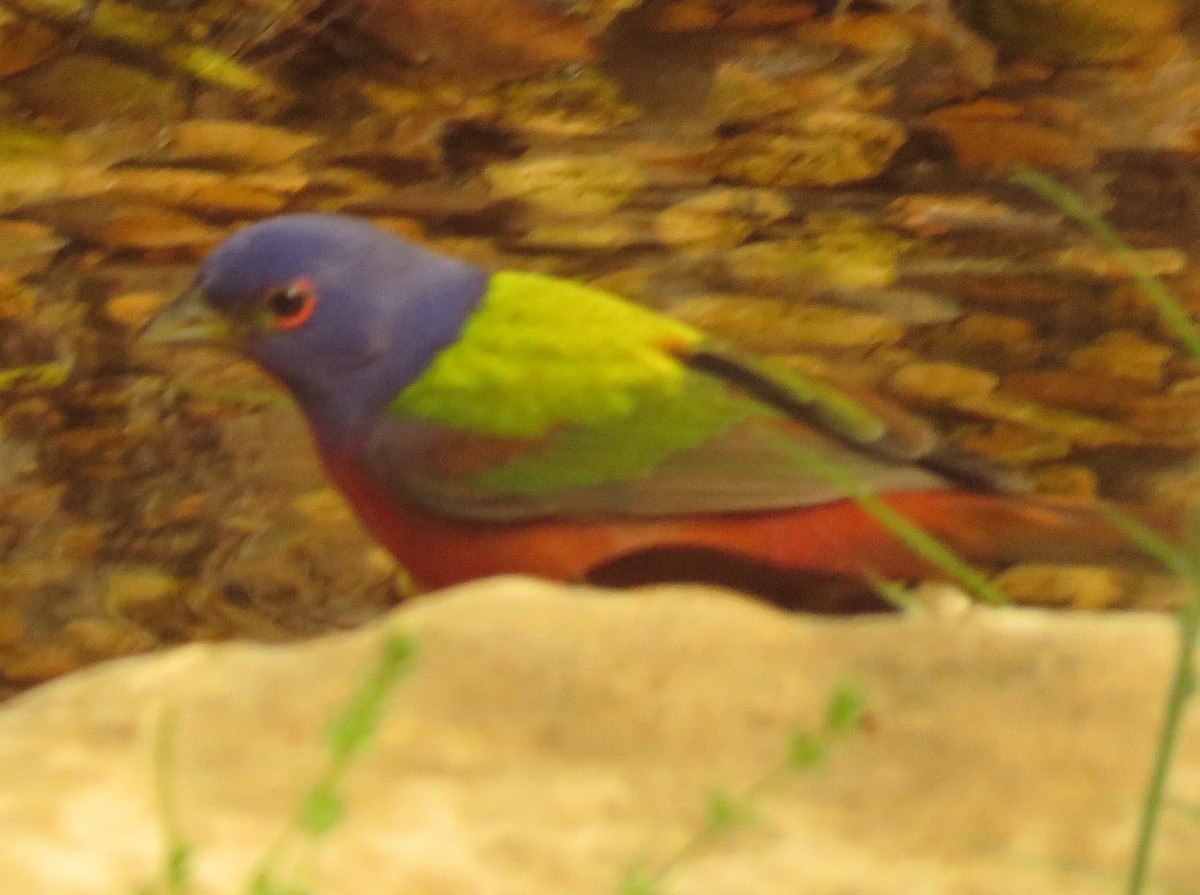 Painted Bunting - ML618293184