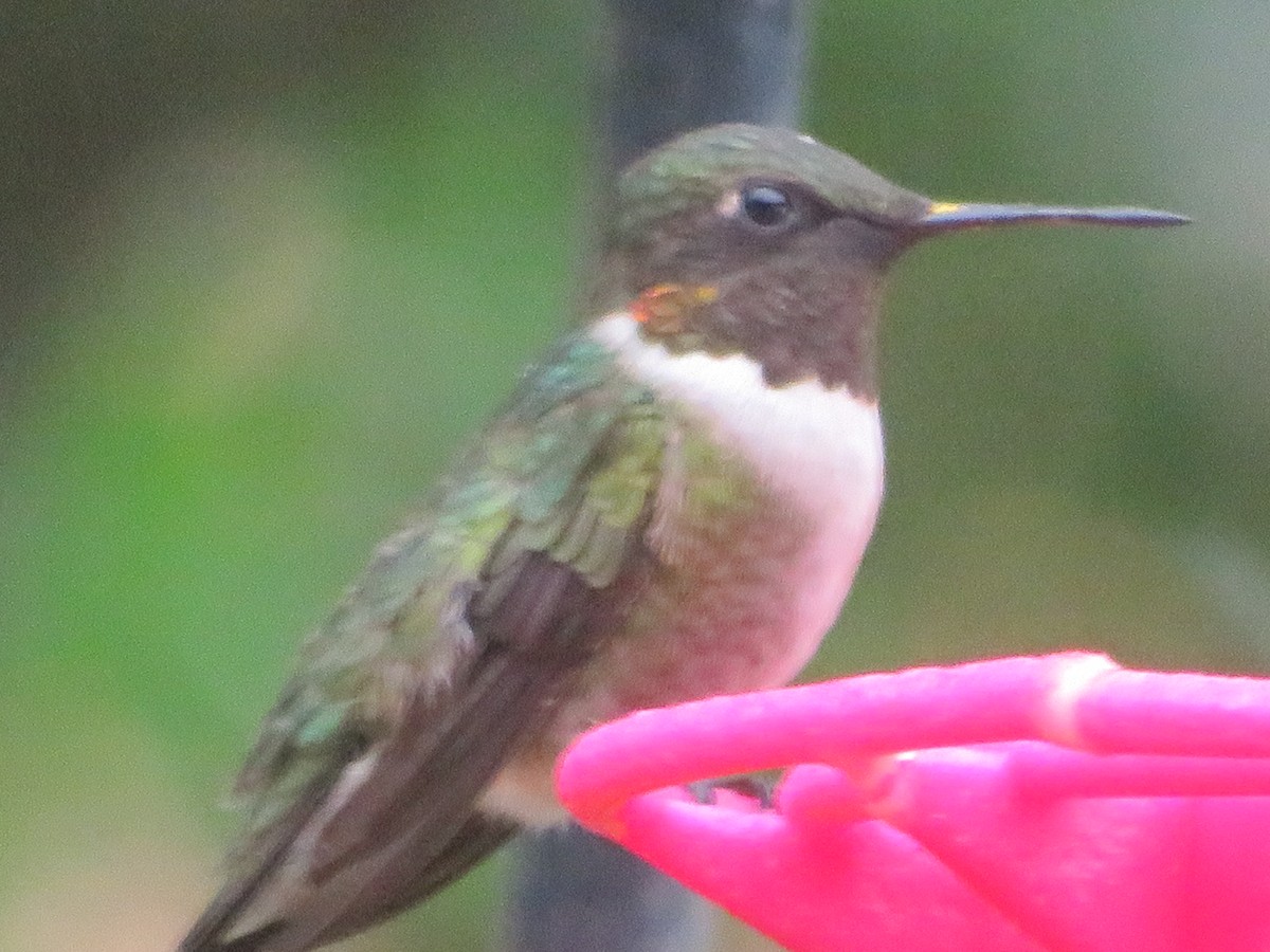 Ruby-throated Hummingbird - ML618293196