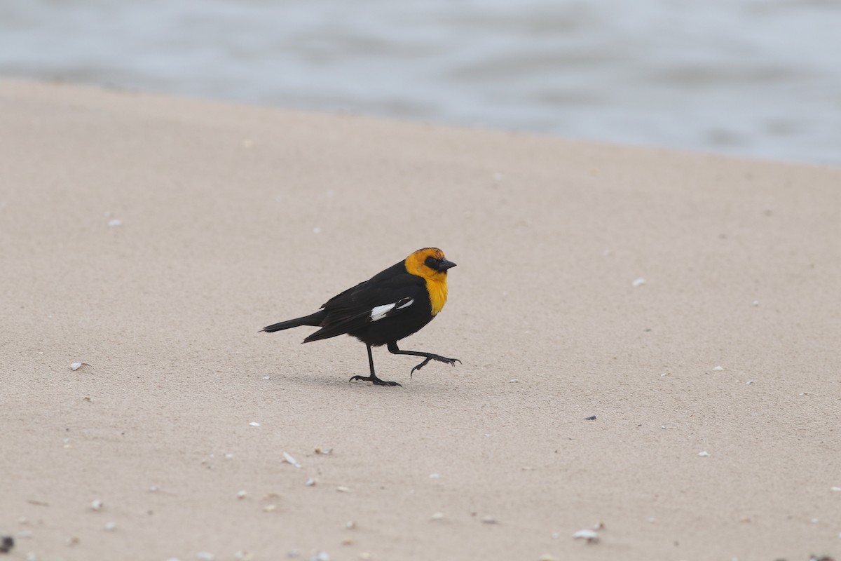 Yellow-headed Blackbird - ML618293221