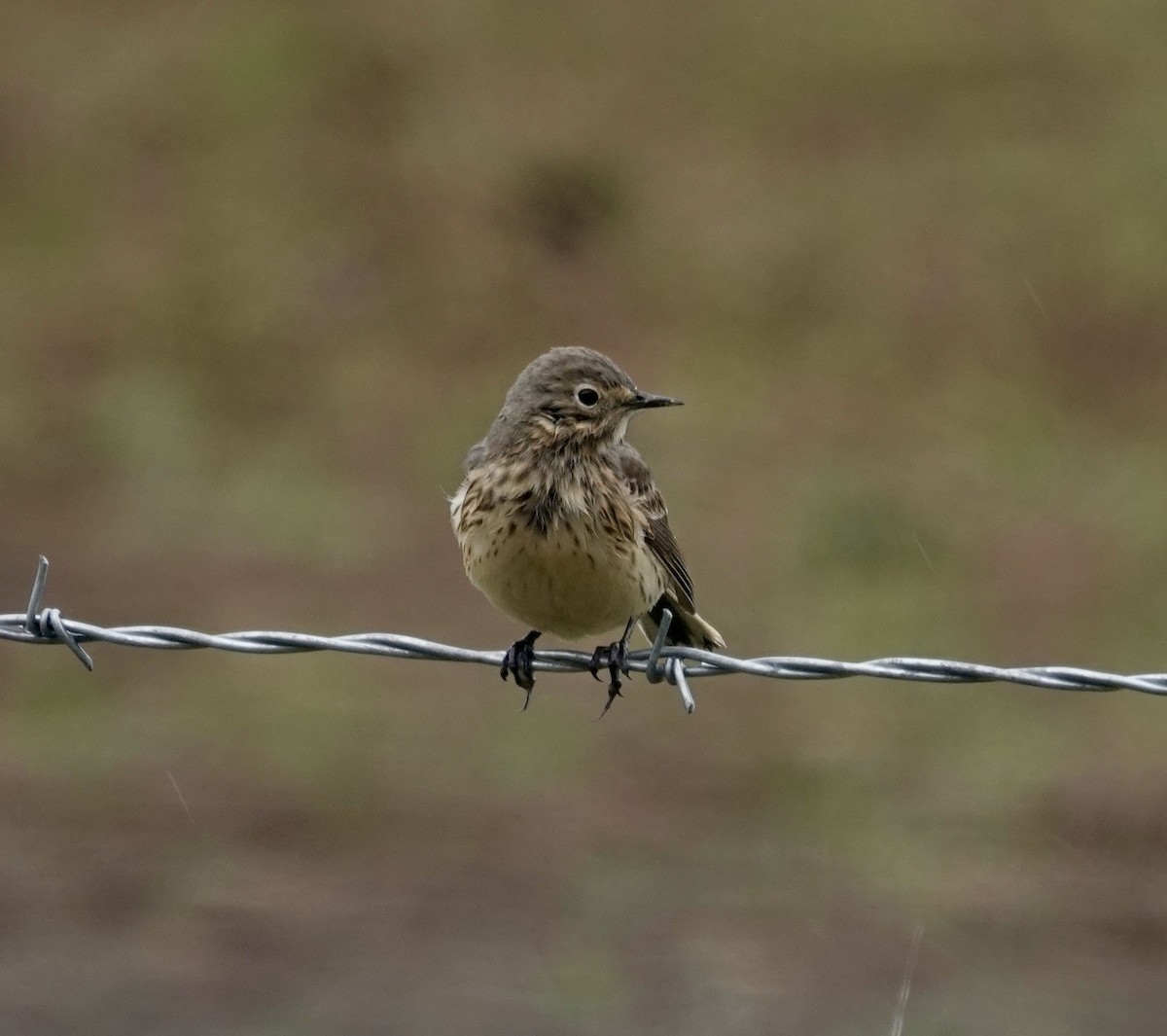 American Pipit - Jill Punches