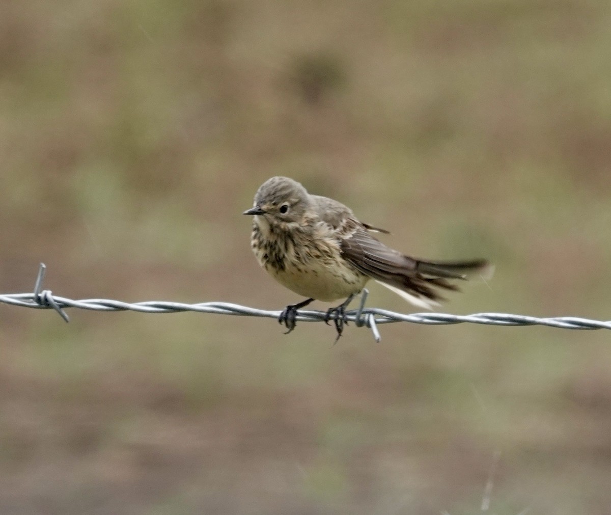 American Pipit - Jill Punches