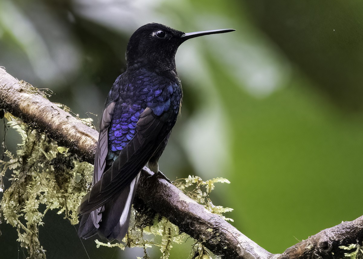 kolibřík hyacintový - ML618293235