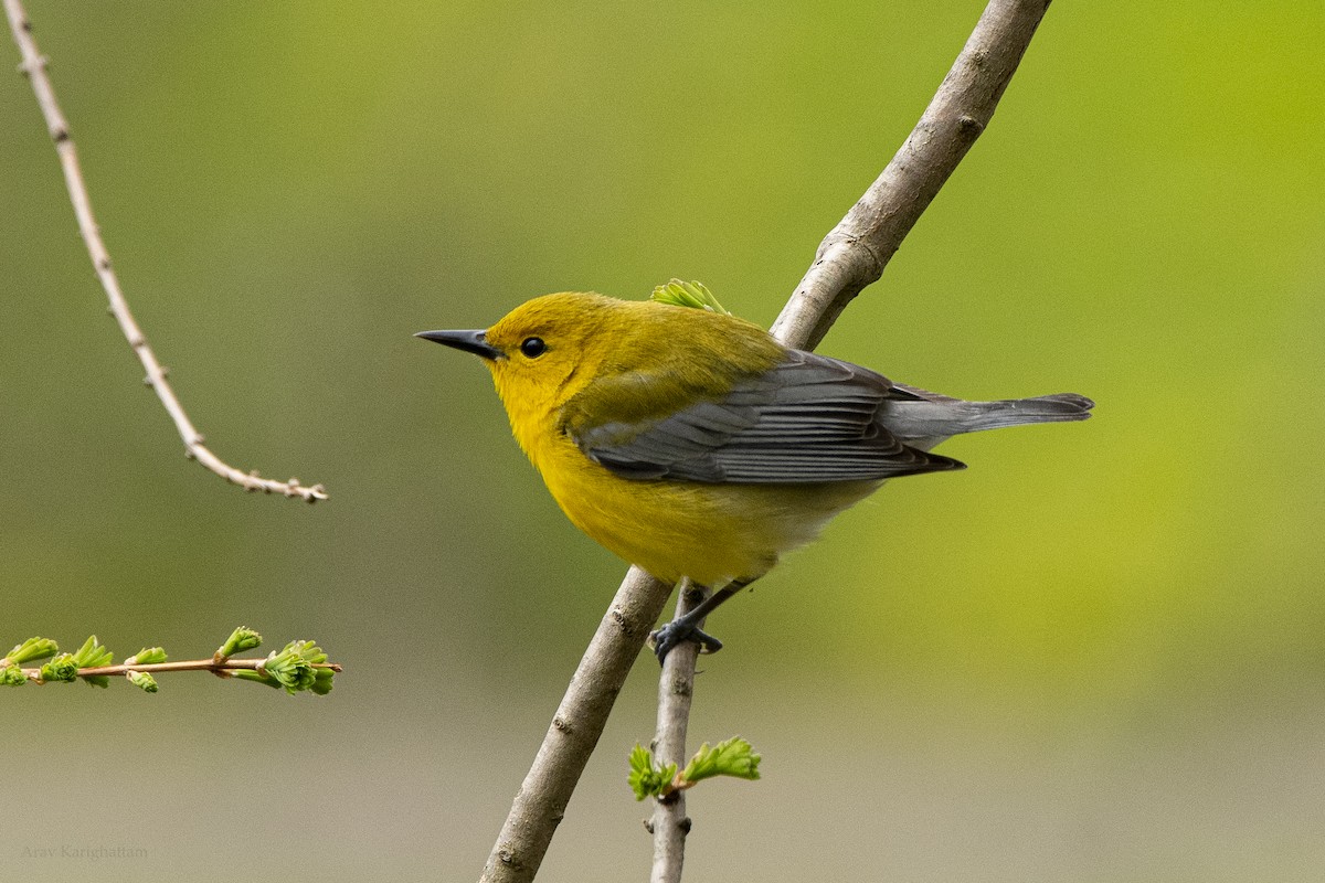 Prothonotary Warbler - ML618293306