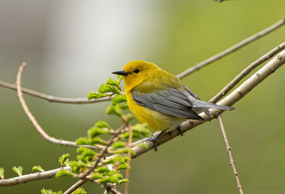Prothonotary Warbler - ML618293312