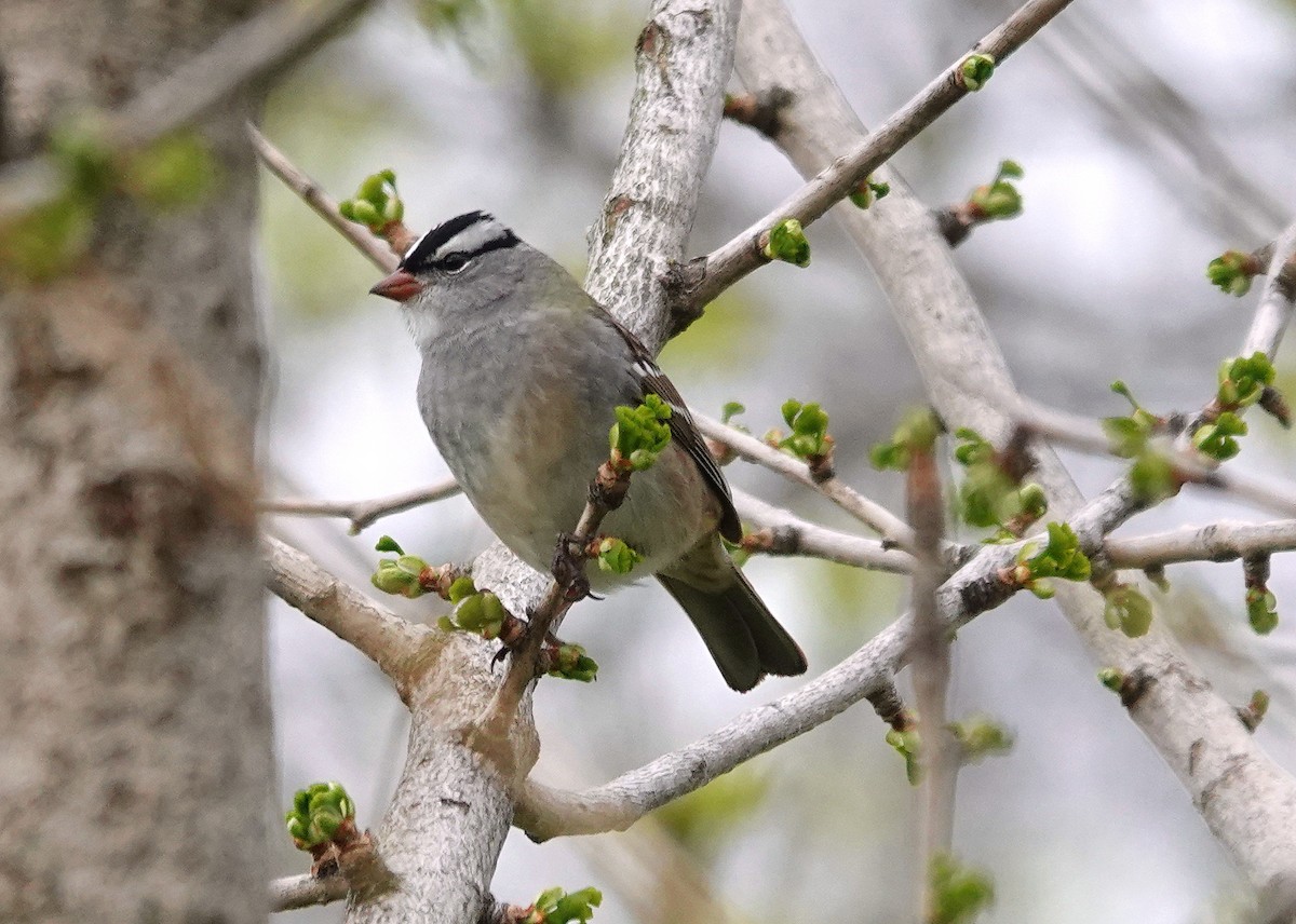 White-crowned Sparrow - jerry pruett