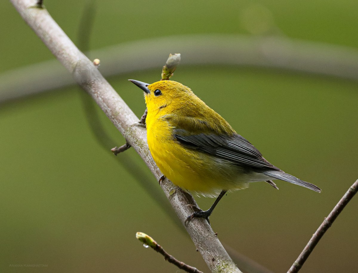 Prothonotary Warbler - ML618293335