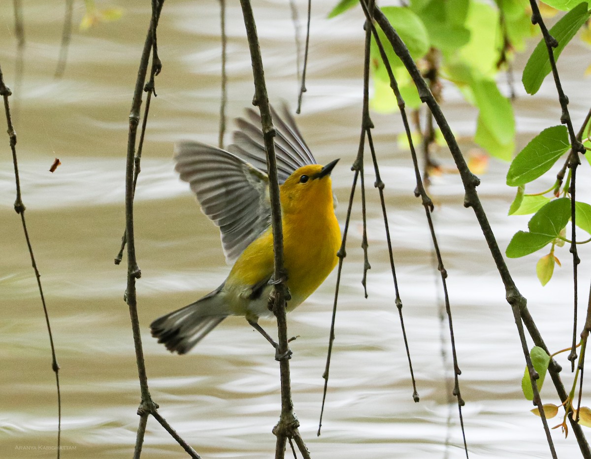 Prothonotary Warbler - ML618293339