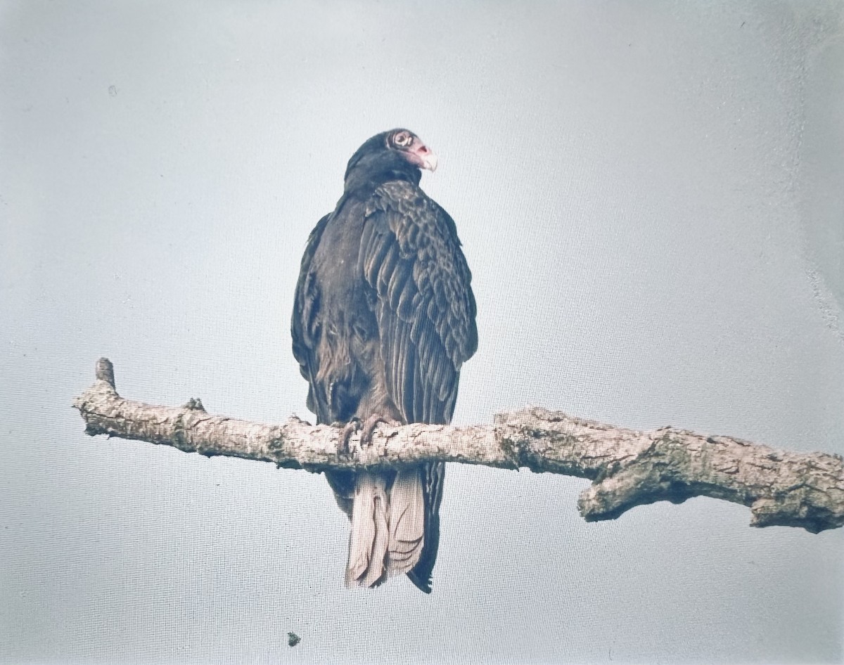 Turkey Vulture - ML618293364