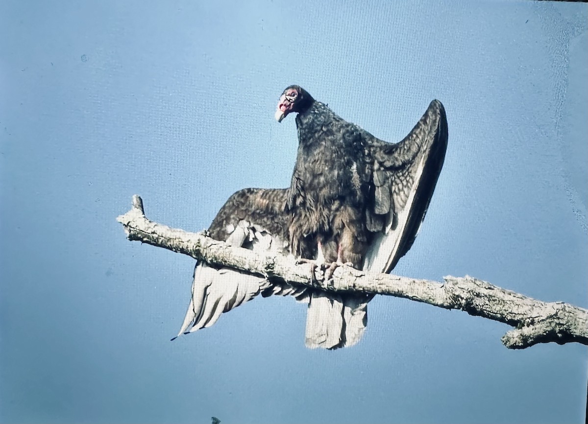 Turkey Vulture - ML618293377