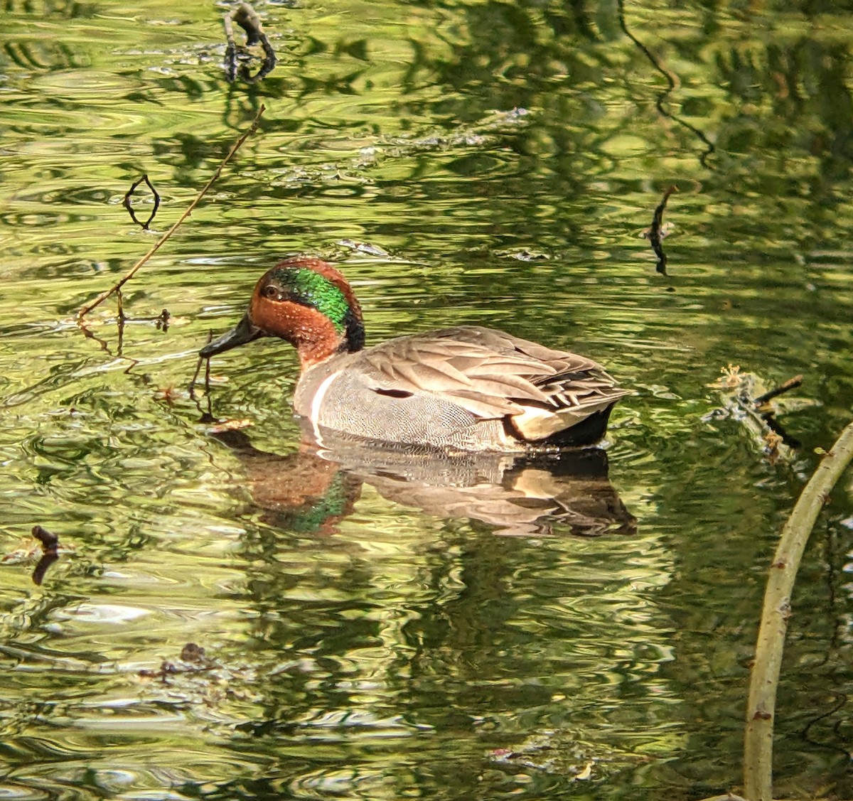 Green-winged Teal - ML618293393