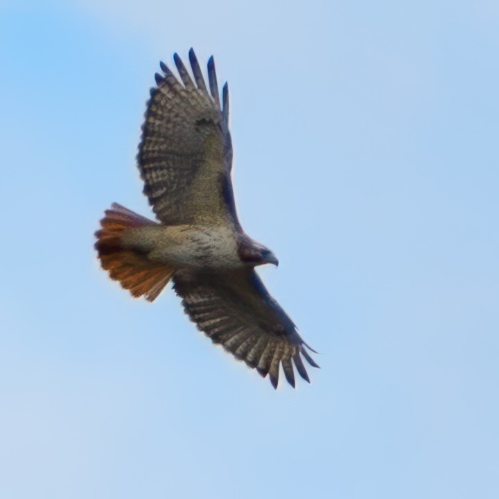 Red-tailed Hawk - Alysia Volstad