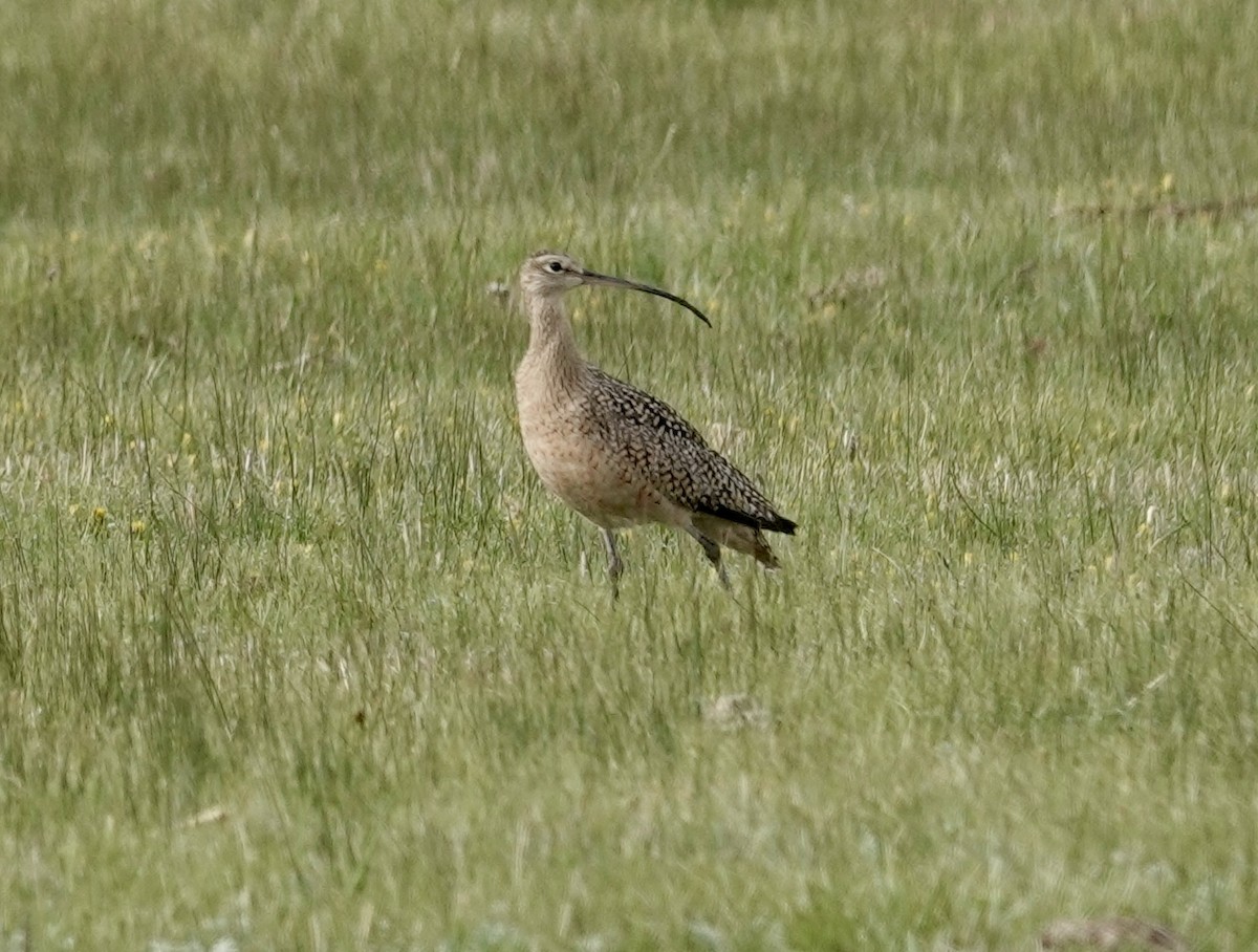 Long-billed Curlew - ML618293407