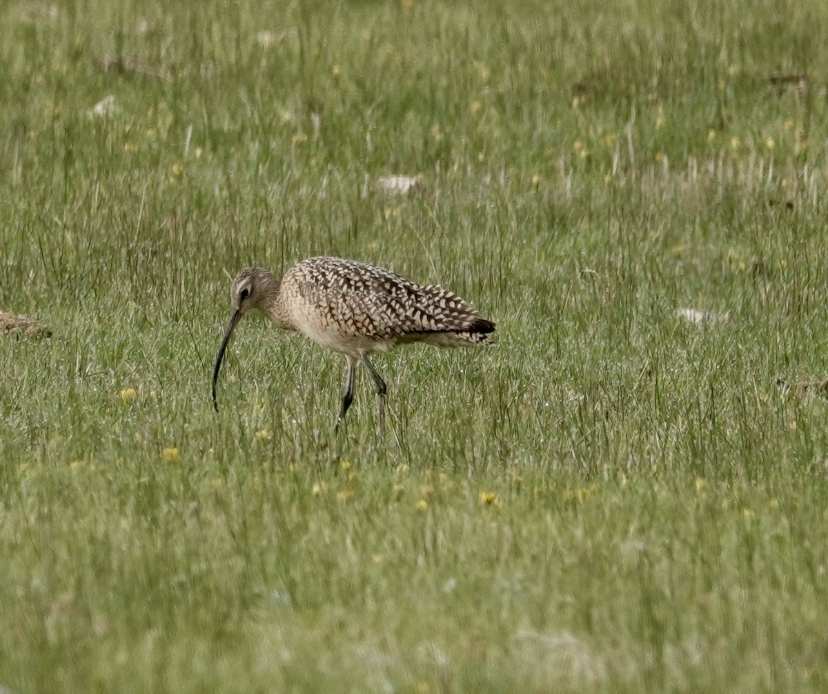 Long-billed Curlew - ML618293408