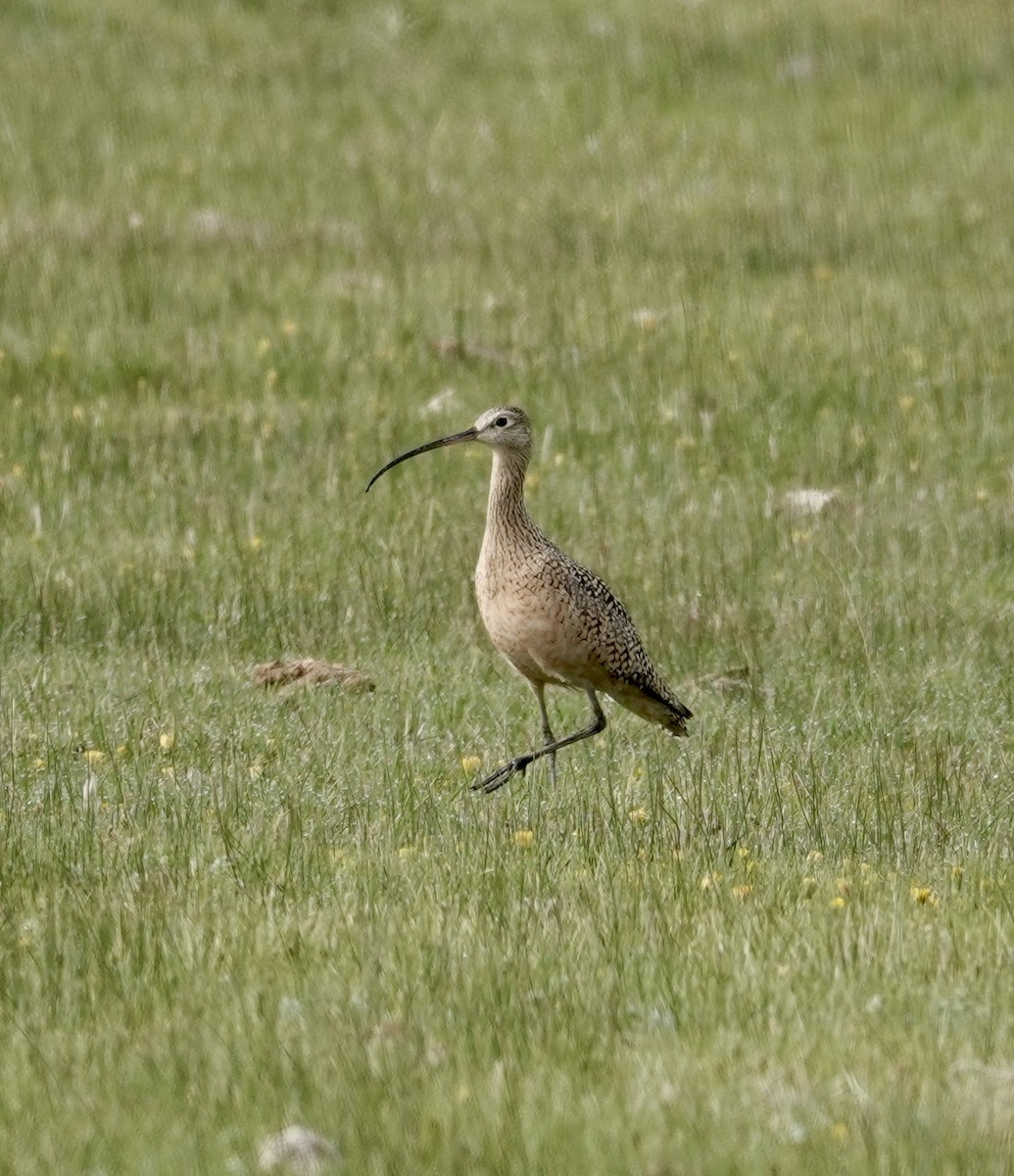 Long-billed Curlew - ML618293409