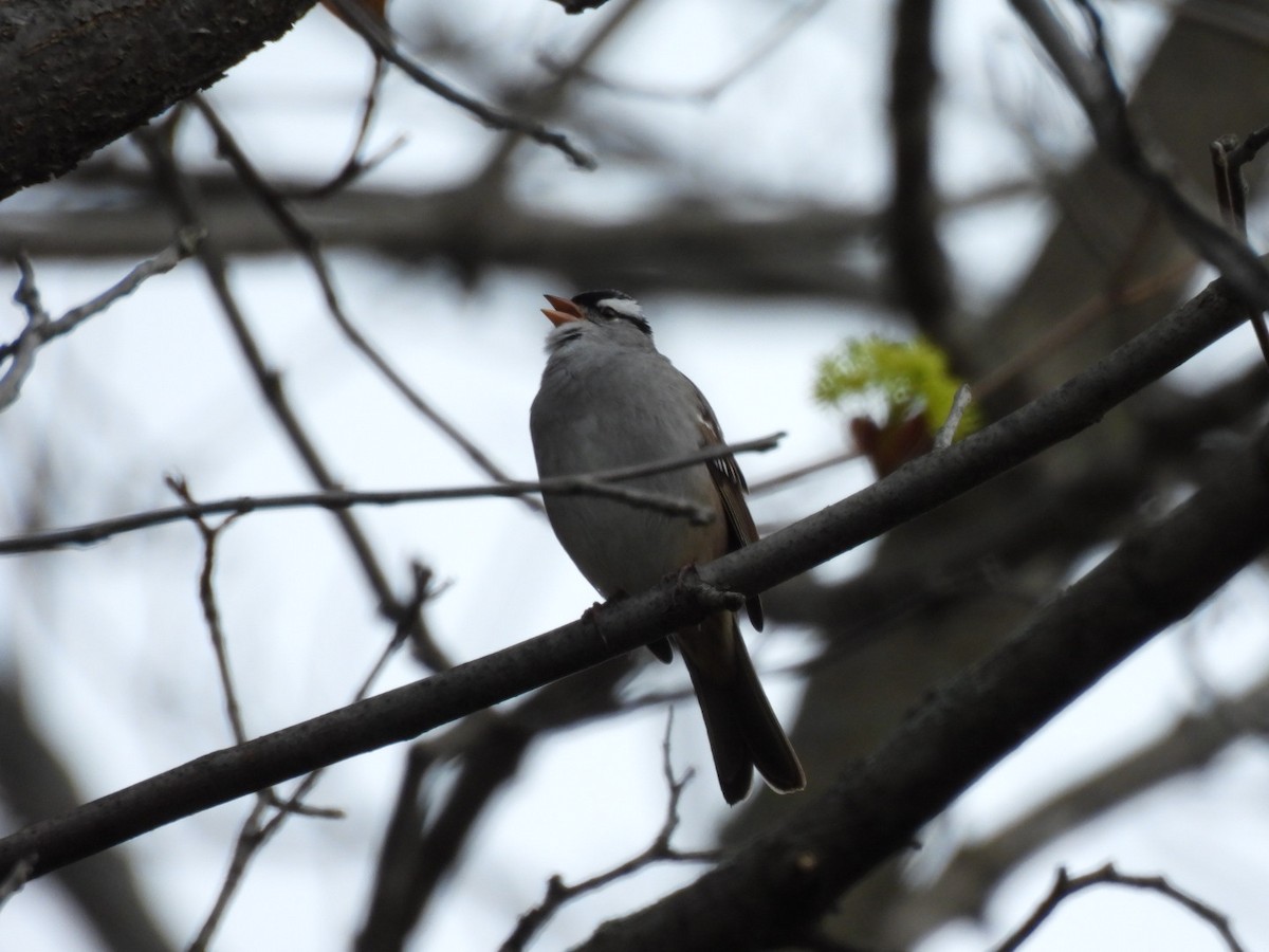 White-crowned Sparrow - ML618293449