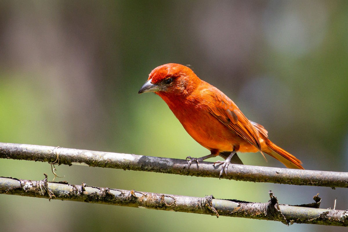 Hepatic Tanager - ML618293454