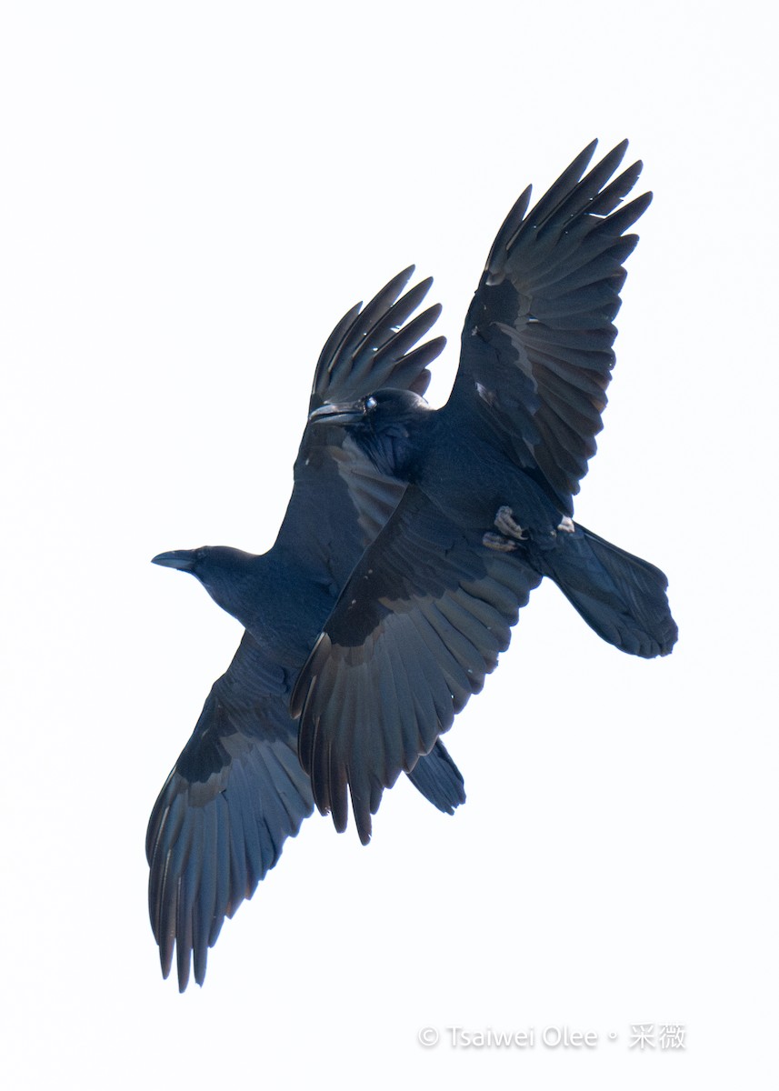 Common Raven - ML618293485